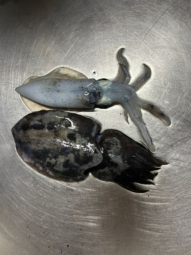 イカの釣果