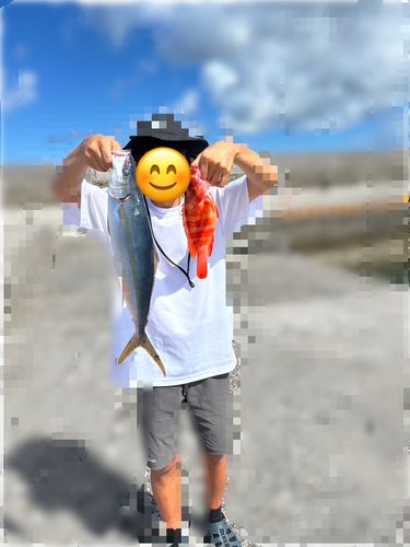 ツムブリの釣果