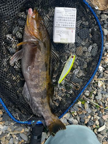 アイナメの釣果