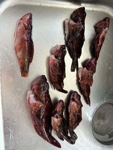カサゴの釣果