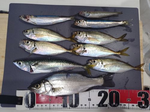 アジの釣果