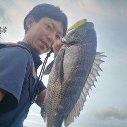 クロダイ