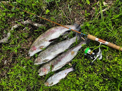 ニジマスの釣果