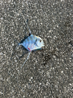 イトヒキアジの釣果