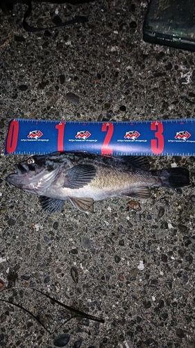クロソイの釣果
