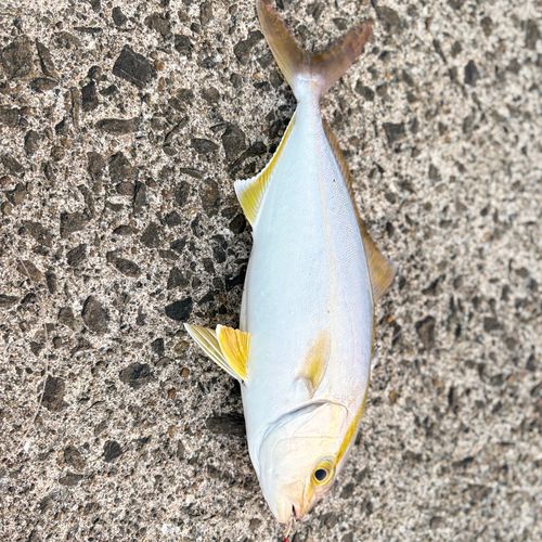 ネリゴの釣果