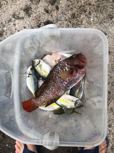 シマアジの釣果