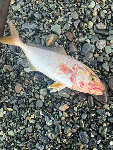 ショゴの釣果