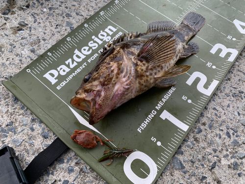 ベッコウゾイの釣果