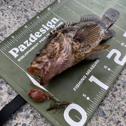 ベッコウゾイ