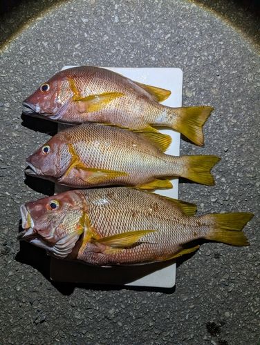 シブダイの釣果