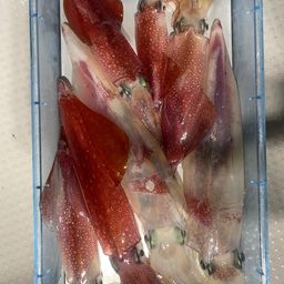 ケンサキイカ