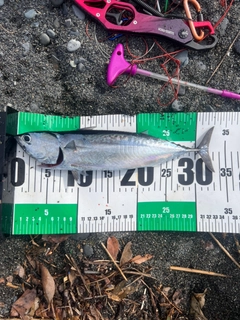 カツオの釣果