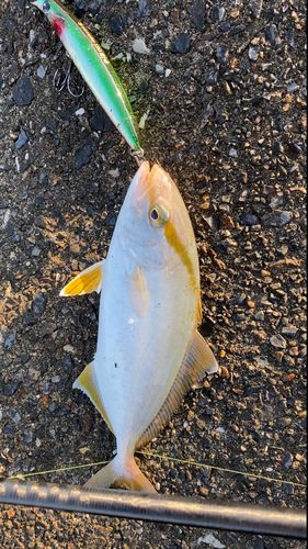 ショゴの釣果