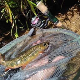 ブルックトラウト