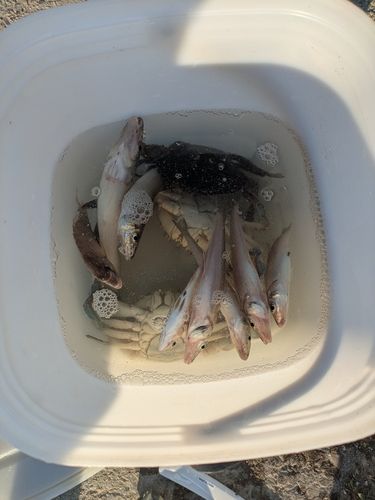 キスの釣果