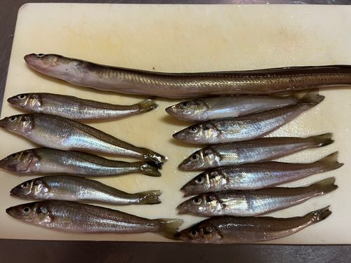シロギスの釣果
