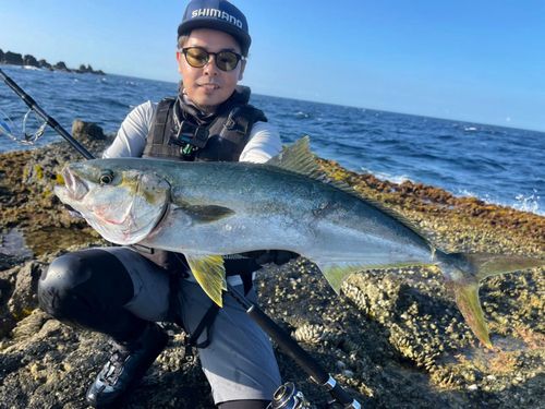 ヒラマサの釣果