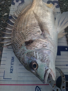 キビレの釣果