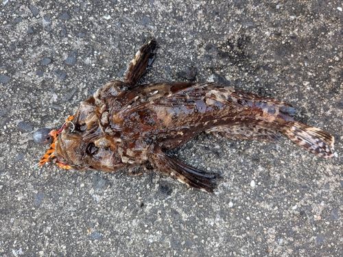 オニオコゼの釣果
