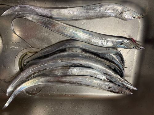 タチウオの釣果