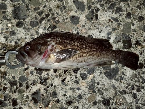 クロソイの釣果