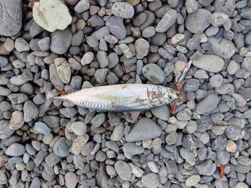 ソウダガツオの釣果