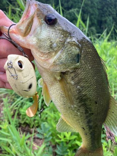 ラージマウスバスの釣果