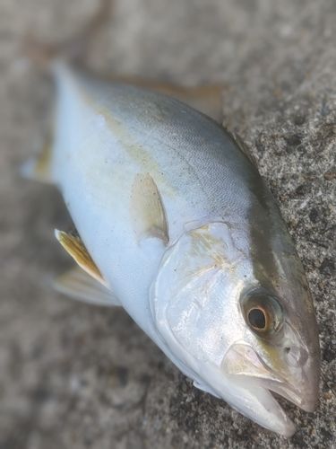 ネリゴの釣果