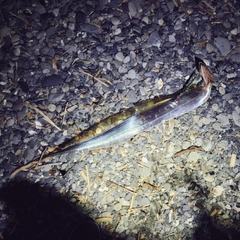 タチウオの釣果