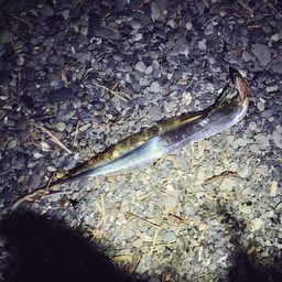 タチウオ