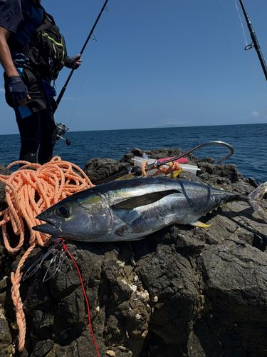 キハダマグロの釣果