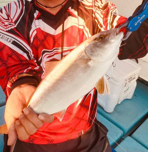 ネリゴの釣果
