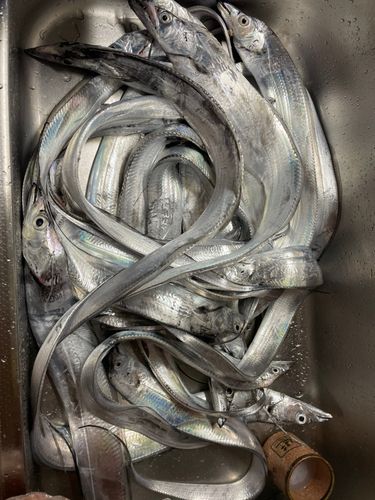 タチウオの釣果