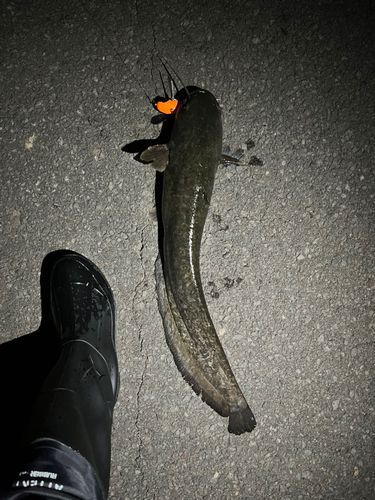 ナマズの釣果