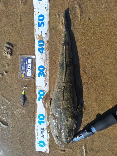 マゴチの釣果