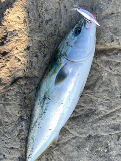 イナダの釣果