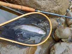 ニジマスの釣果