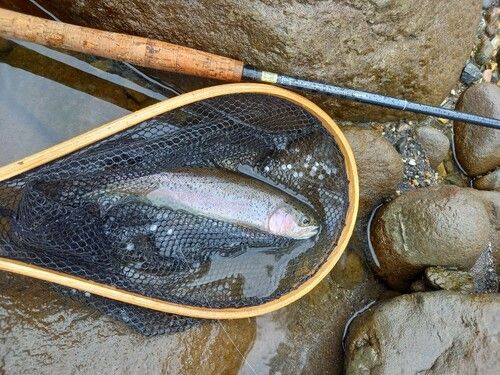 ニジマスの釣果