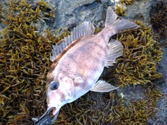 メイチダイの釣果