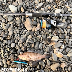 オオモンハタの釣果