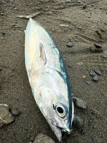 ソウダガツオの釣果