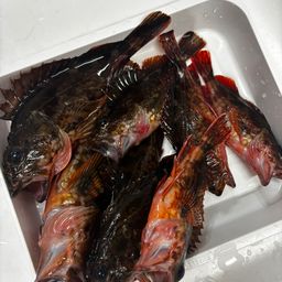 カサゴ