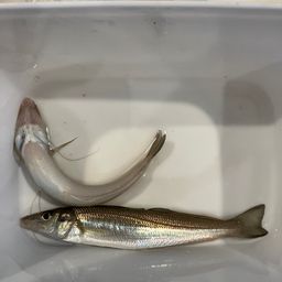 シロギス