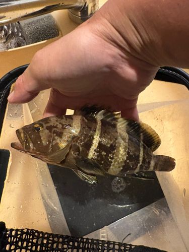 アオハタの釣果