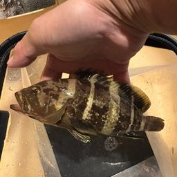 アオハタ