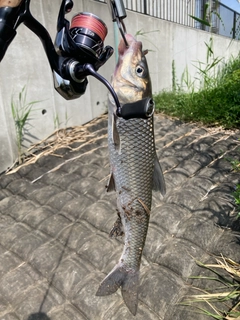 ニゴイの釣果