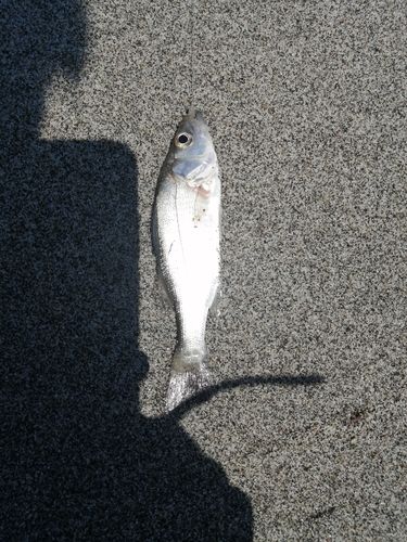 セイゴ（ヒラスズキ）の釣果