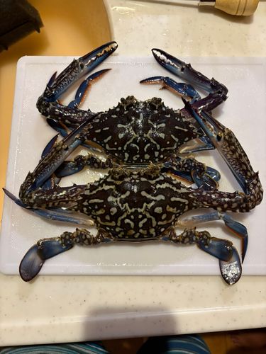 タイワンガザミの釣果