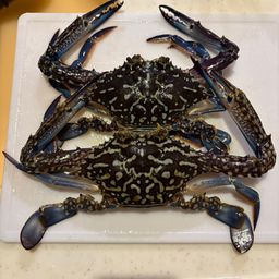 タイワンガザミ